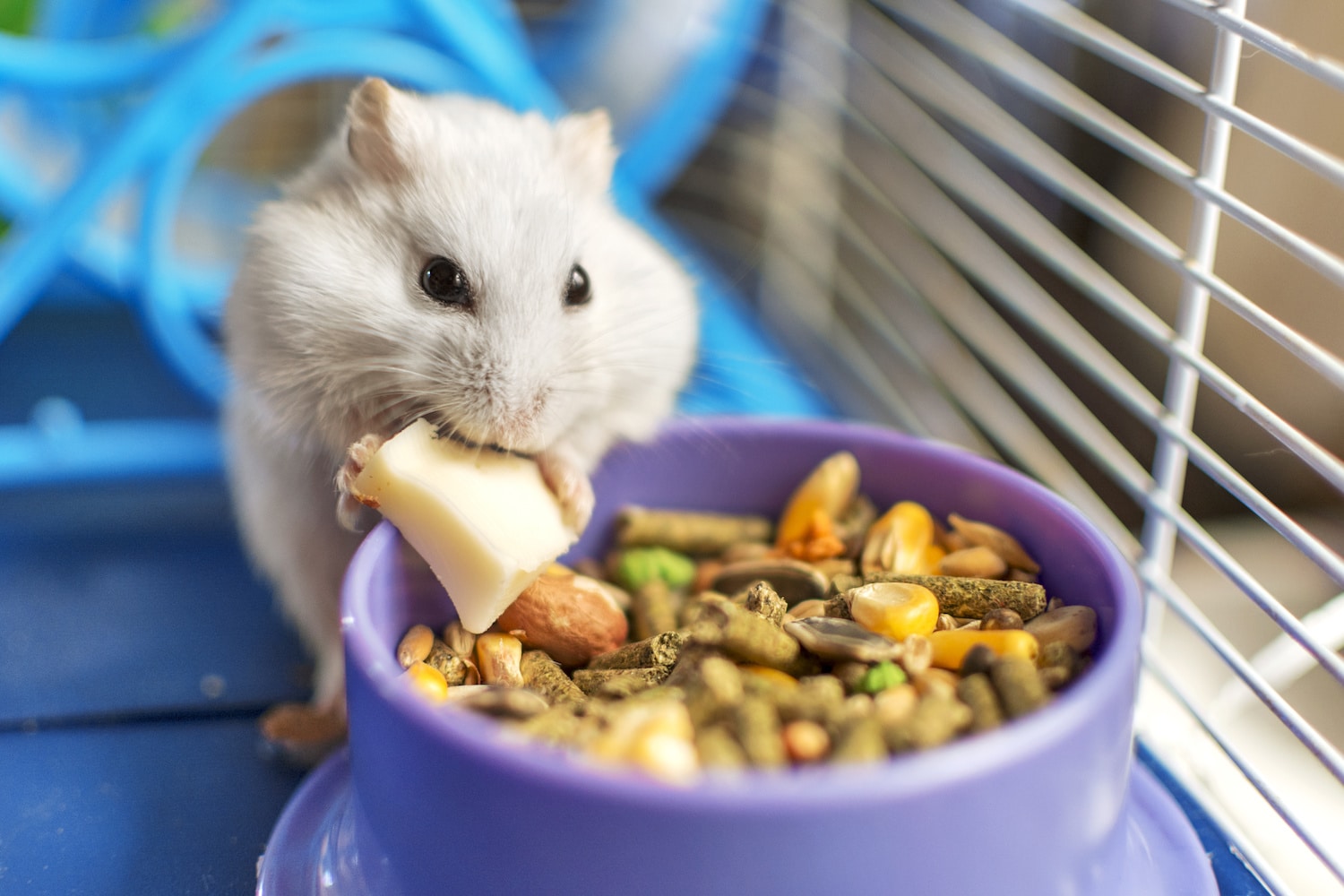 Hamster Life – Blogs written by Pets