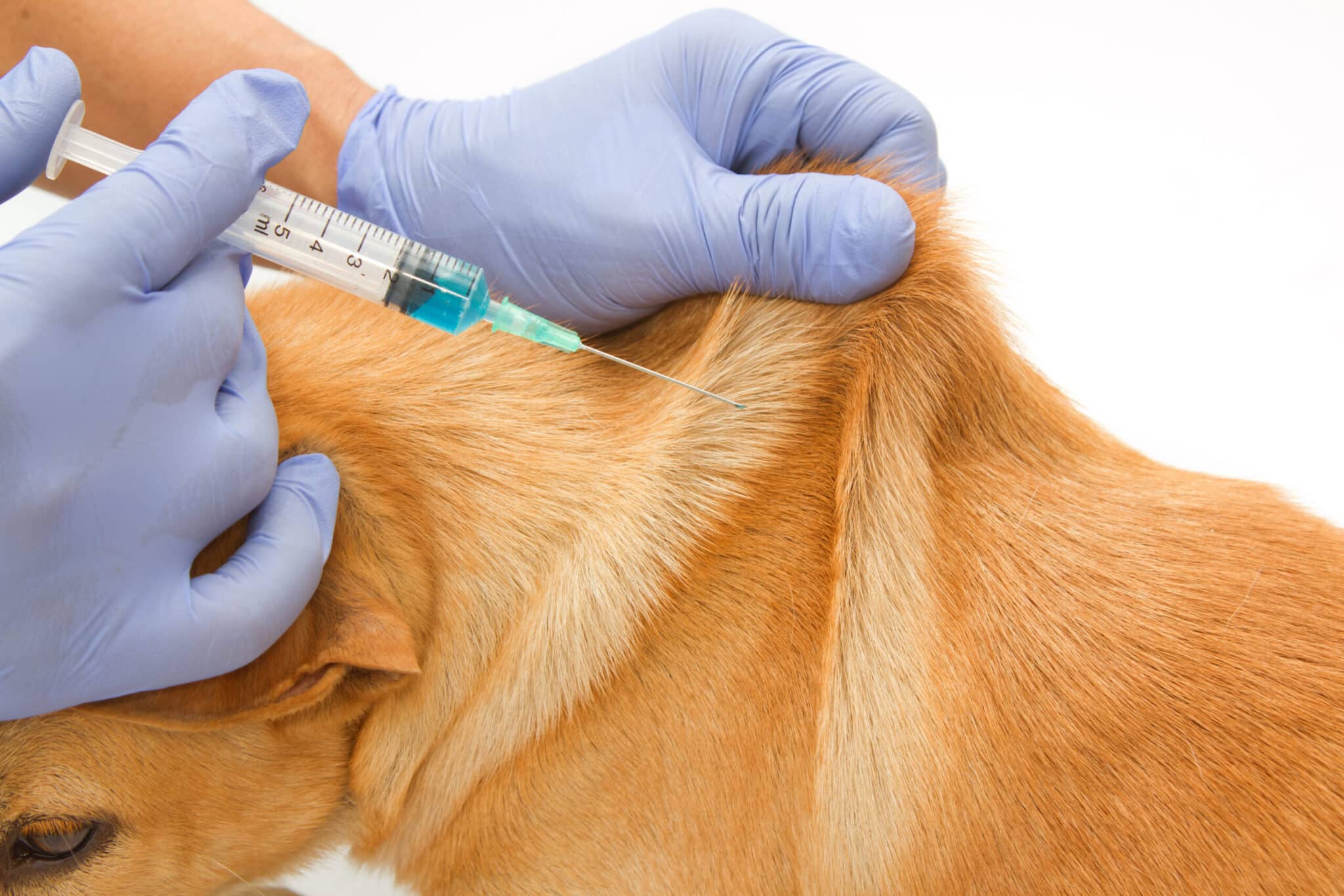 Pet Information - Cottage Vet Clinic
